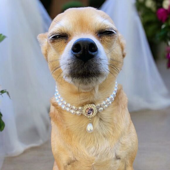 None Other - Fancy Pearl Dog Bling Necklace Collar